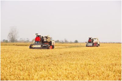 大觀區(qū) 持續(xù)提升農(nóng)技推廣服務(wù)水平，助力鄉(xiāng)村振興